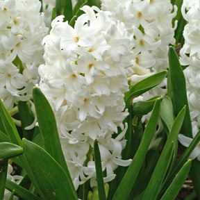 Hyazinthe 'Carnegie' weiß (x6) - Willemse
