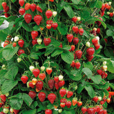 Hängeerdbeere 'Mount Everest' - Fragaria x ananassa Mount Everest - Willemse