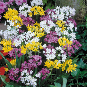 Zierlauch Mischung 'Happy Bulbs' (x25) - Willemse