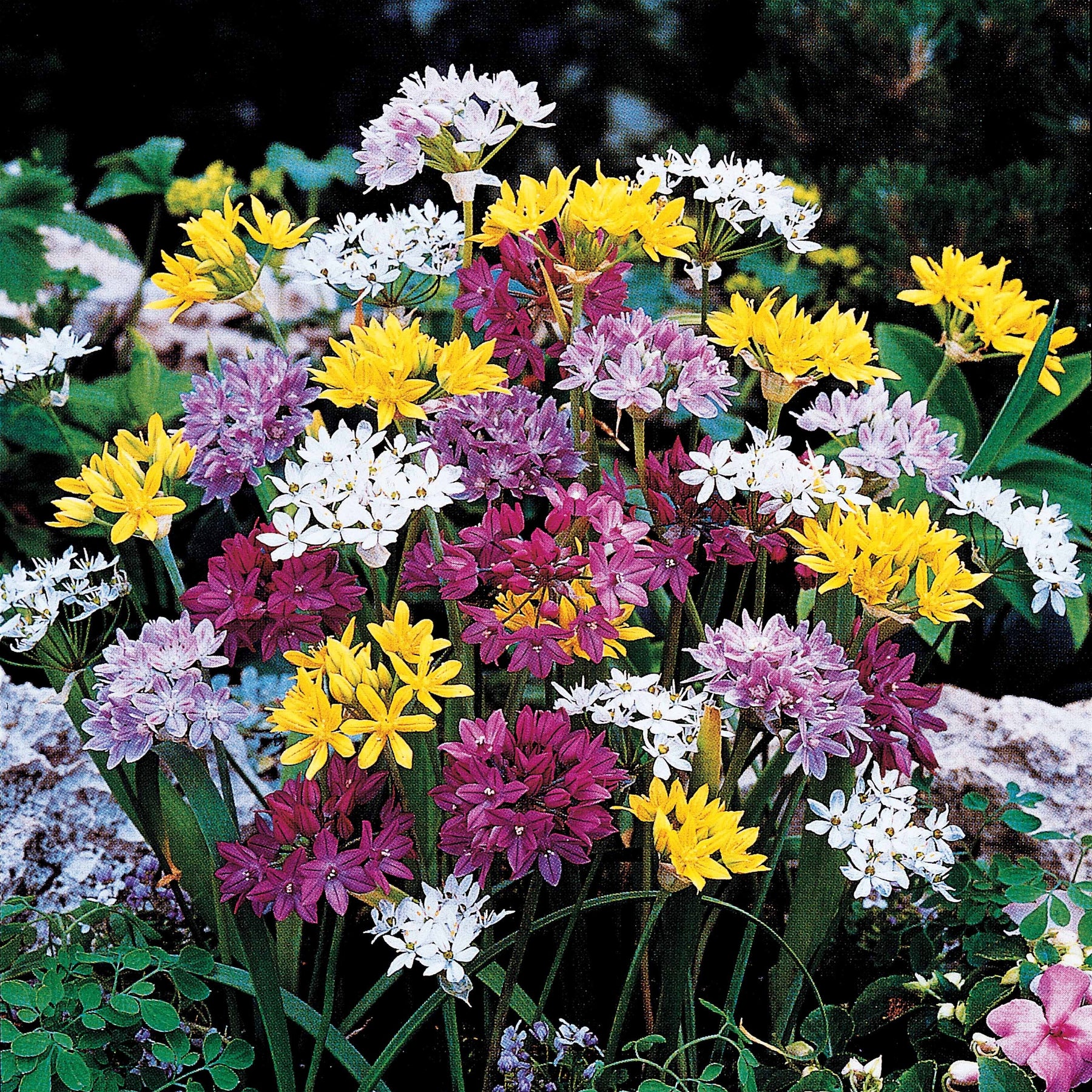 Zierlauch Mischung 'Happy Bulbs' (x25) - Allium - Willemse