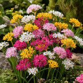 Zierlauch Mischung 'Happy Bulbs' (x25) - Allium - Willemse