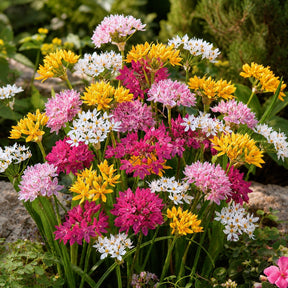 Zierlauch Mischung 'Happy Bulbs' (x25) - Allium - Willemse