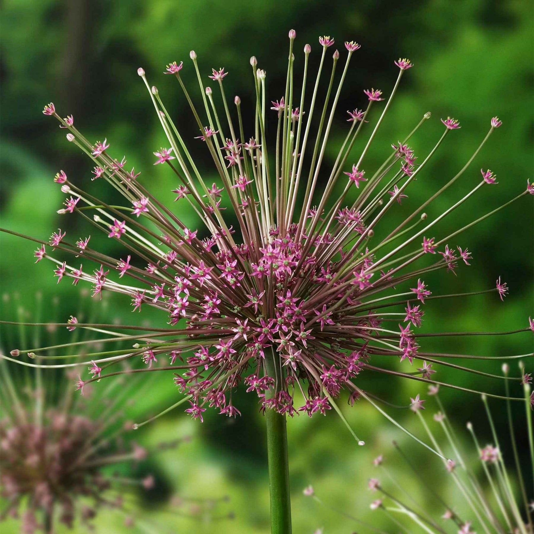 Schuberts Zierlauch (x5) - Allium schubertii - Willemse