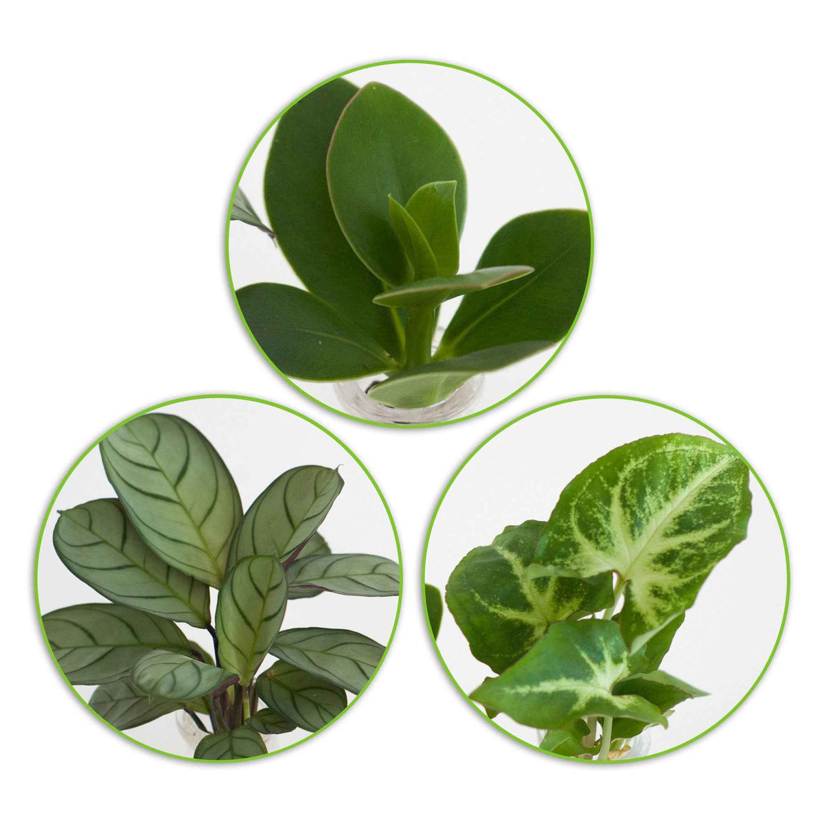 Stecklingsmix 'Berlin' im 3 Gläser - Hydroponik (x3) - Syngonium 'Pixie', Clusia 'Princess', Ctenanthe 'Amagris' - Willemse