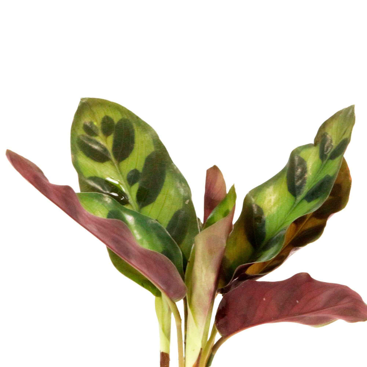 Calathea im Samoa-Glas - Hydroponik - Calathea insignis - Willemse