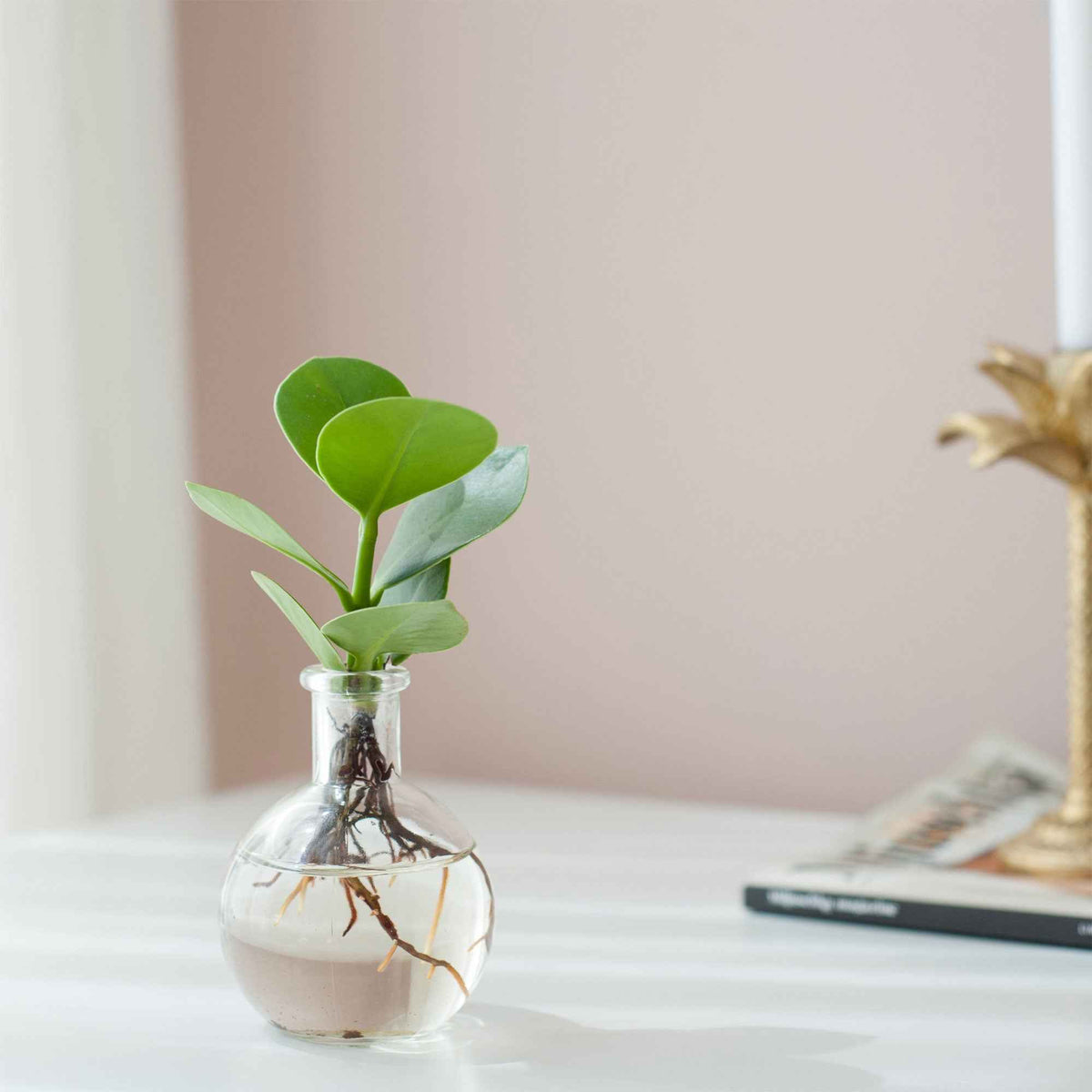 Clusia im Samoa-Glas - Hydroponik - Willemse