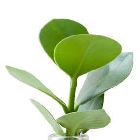 Clusia im Samoa-Glas - Hydroponik - Clusia samoa - Willemse