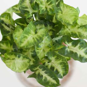 Syngonium - Syngonium im Kugelglas - Hydroponik - Hydroponische Pflanzen