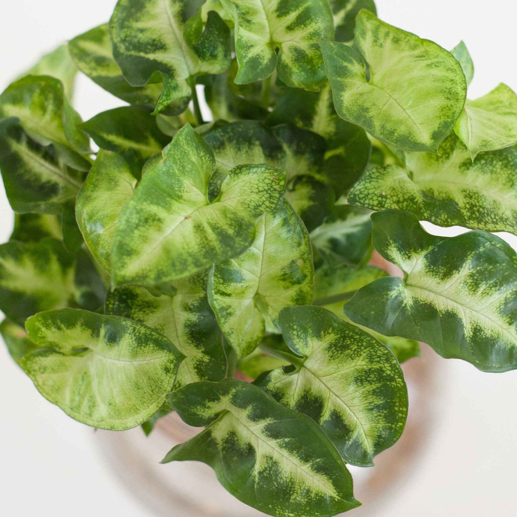 Syngonium im Kugelglas mit LED-Beleuchtung - Hydroponik - Syngonium - Willemse