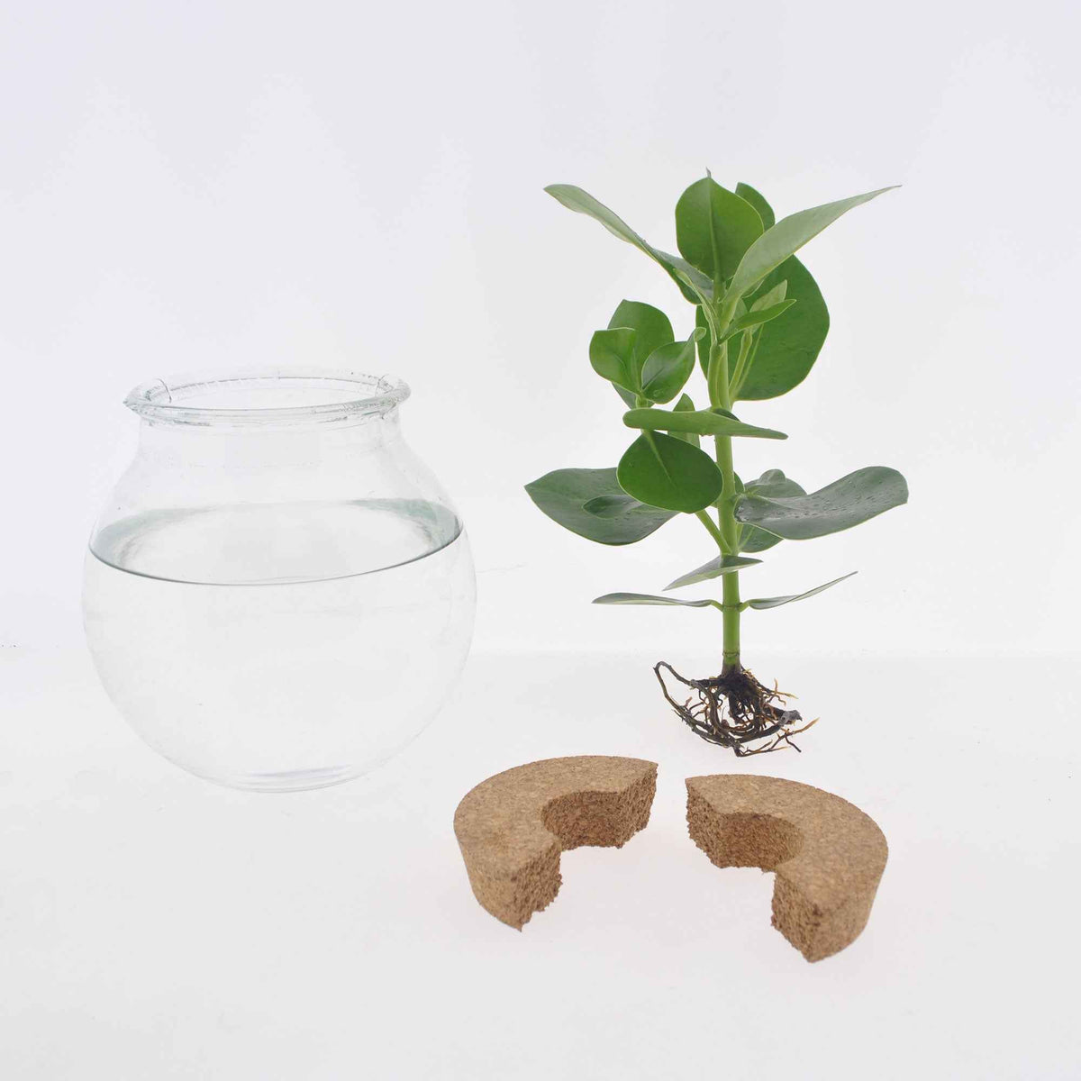 Hydroponische Pflanzen - Syngonium im Kugelglas mit LED-Beleuchtung - Hydroponik - Syngonium