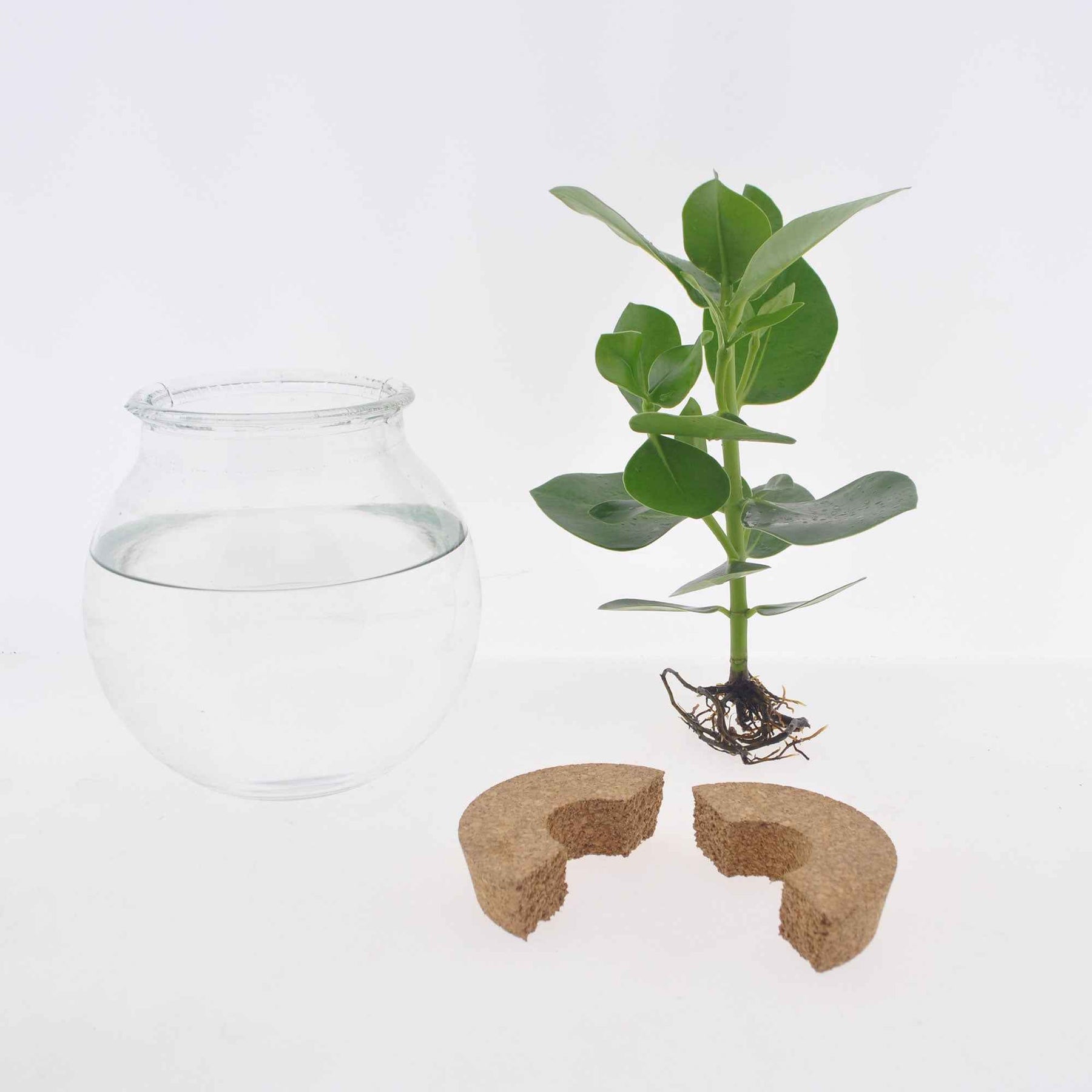 Hydroponische Pflanzen - Syngonium im Kugelglas mit LED-Beleuchtung - Hydroponik - Syngonium