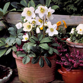 Christrose - Helleborus niger - Willemse