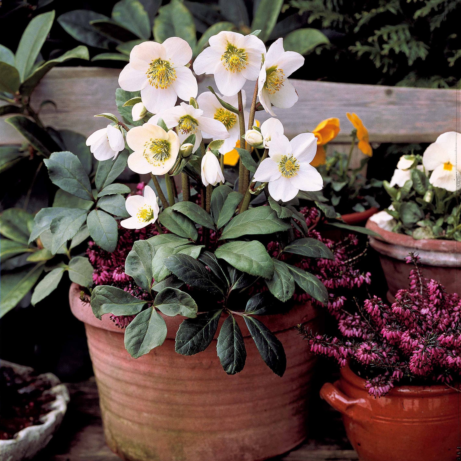 Christrose - Helleborus niger - Willemse
