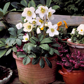 Christrose - Helleborus niger - Willemse