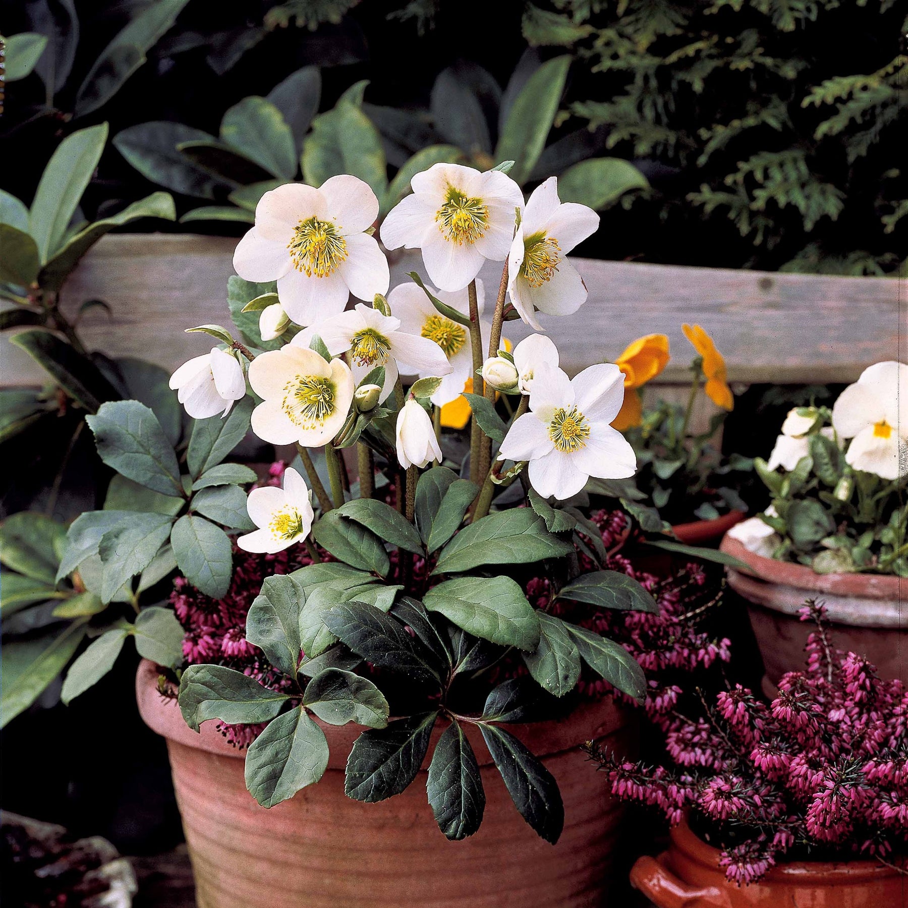 Verkauf Christrose 'Christmas Carol' und sein Weihnachtstopf