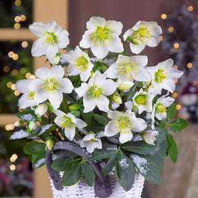 Verkauf Christrose 'Christmas Carol' und sein Weihnachtstopf - Helleborus niger Christmas Carol
