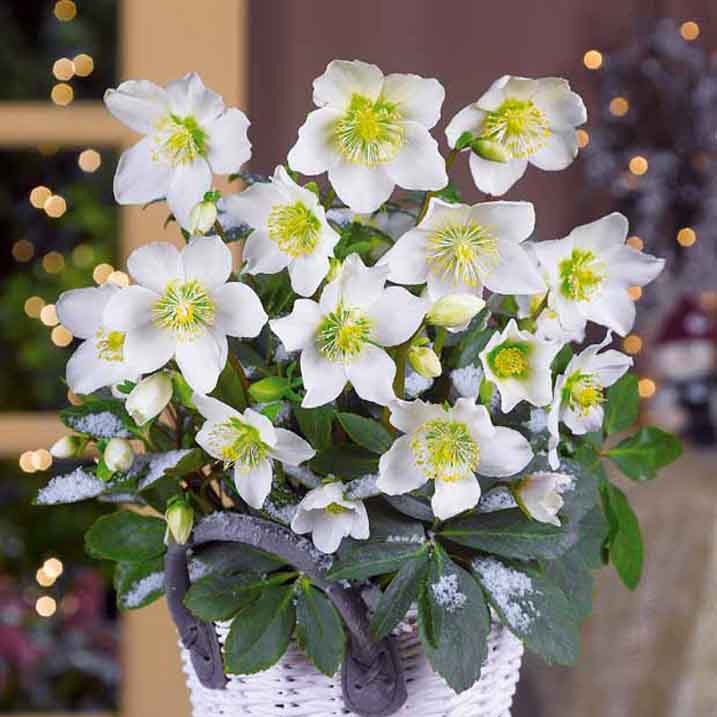Verkauf Christrose 'Christmas Carol' und sein Weihnachtstopf - Helleborus niger Christmas Carol
