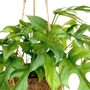 Kokodama Lochpflanze Monstera minima Inkl. Kokostopf - Monstera minima - Willemse