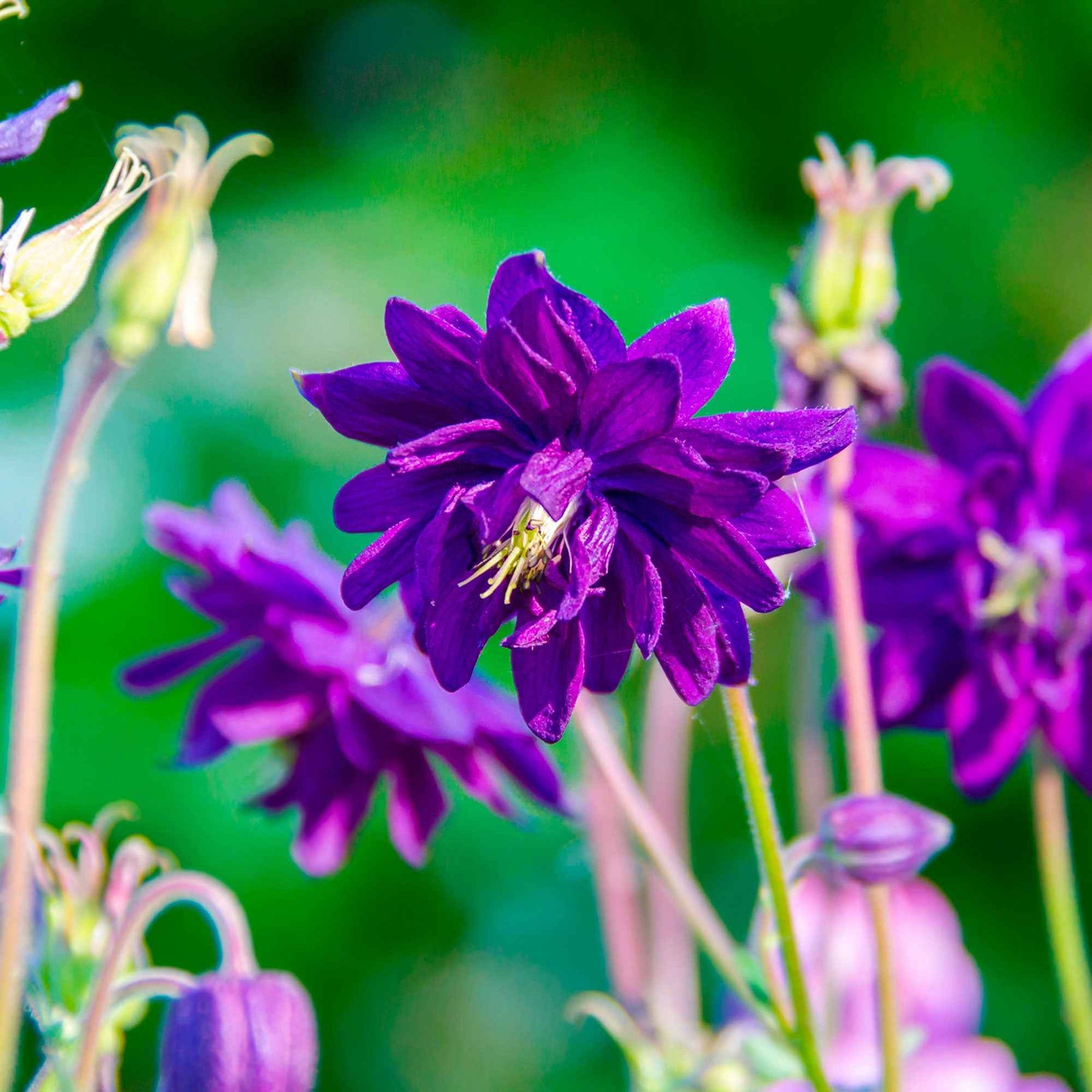 Aquilegia vulgaris Blue Barlow - Garten-Akelei 'Blue Barlow' - Akelei