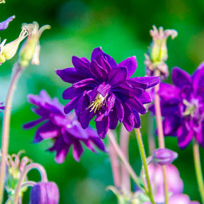 Aquilegia vulgaris Blue Barlow - Garten-Akelei 'Blue Barlow' - Akelei