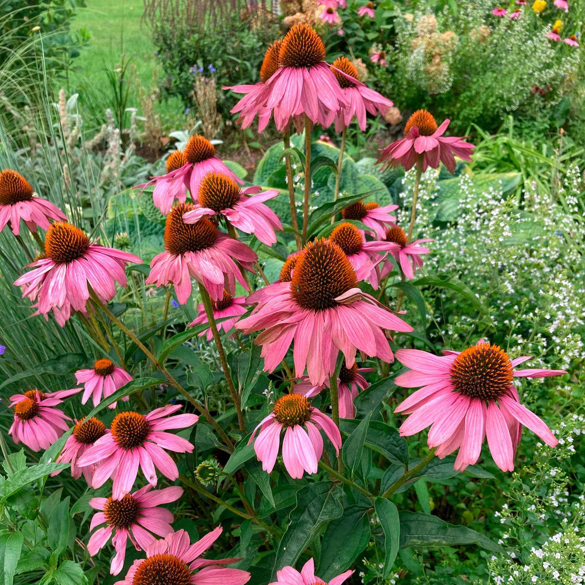 Scheinsonnenhut 'Magnus Superior' - Echinacea purpurea magnus superior - Willemse