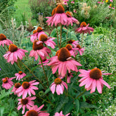 Scheinsonnenhut 'Magnus Superior' - Echinacea purpurea magnus superior - Willemse