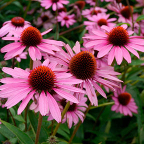 Scheinsonnenhut 'Magnus Superior' - Willemse