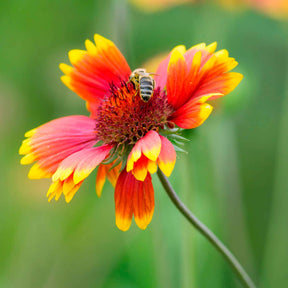 Gaillardia aristata Kobold - Kokardenblume ‘Kobold’ - Stauden