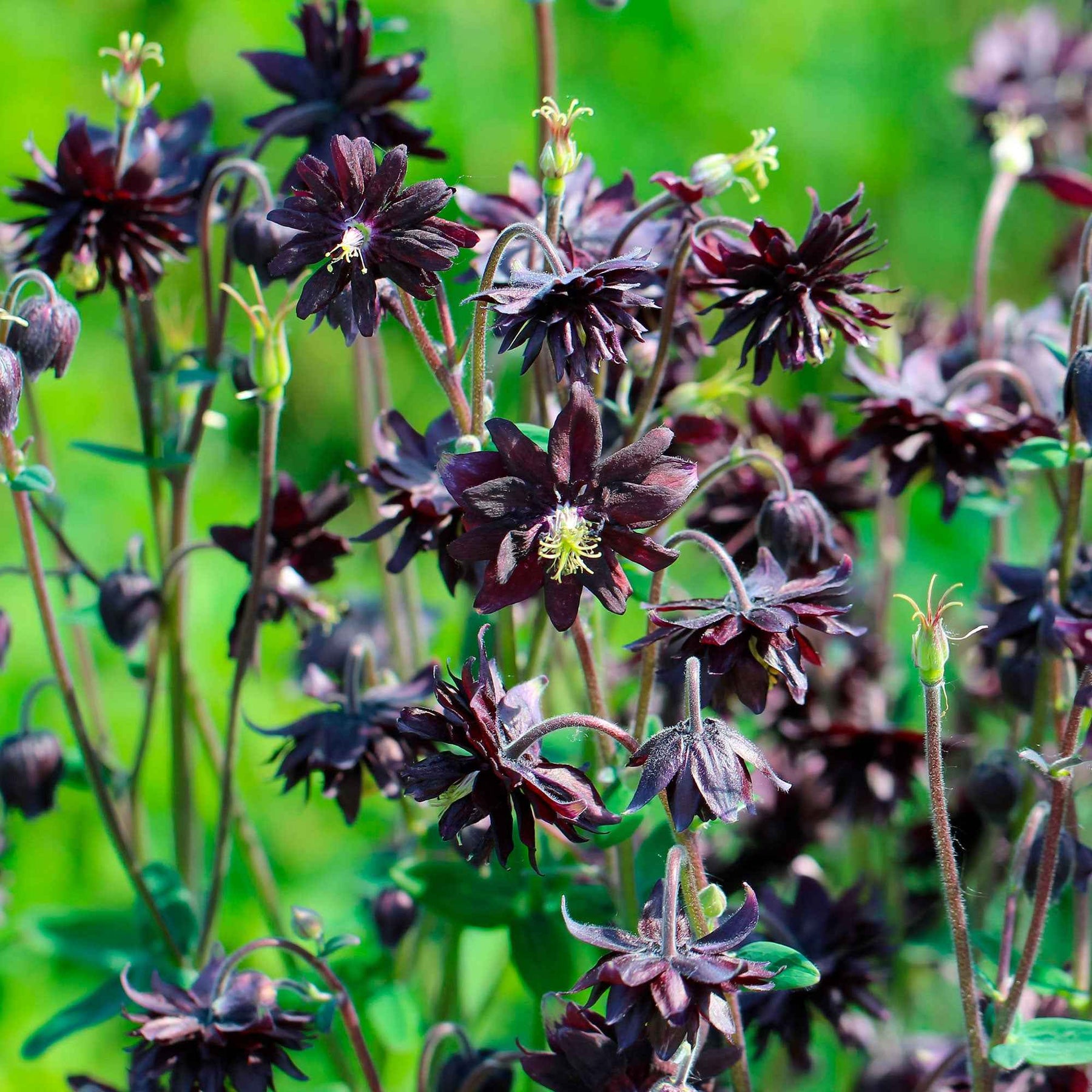 Garten-Akelei 'Black Barlow' - Aquilegia vulgaris Black Barlow - Willemse