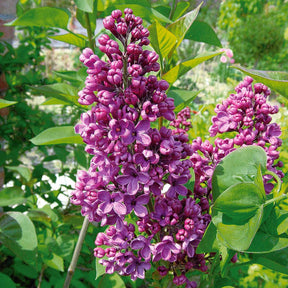 Flieder - Flieder - Syringa vulgaris Andenken an Ludwig Späth