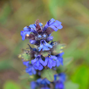 Salvia pratensis - Wiesensalbei - Salbei