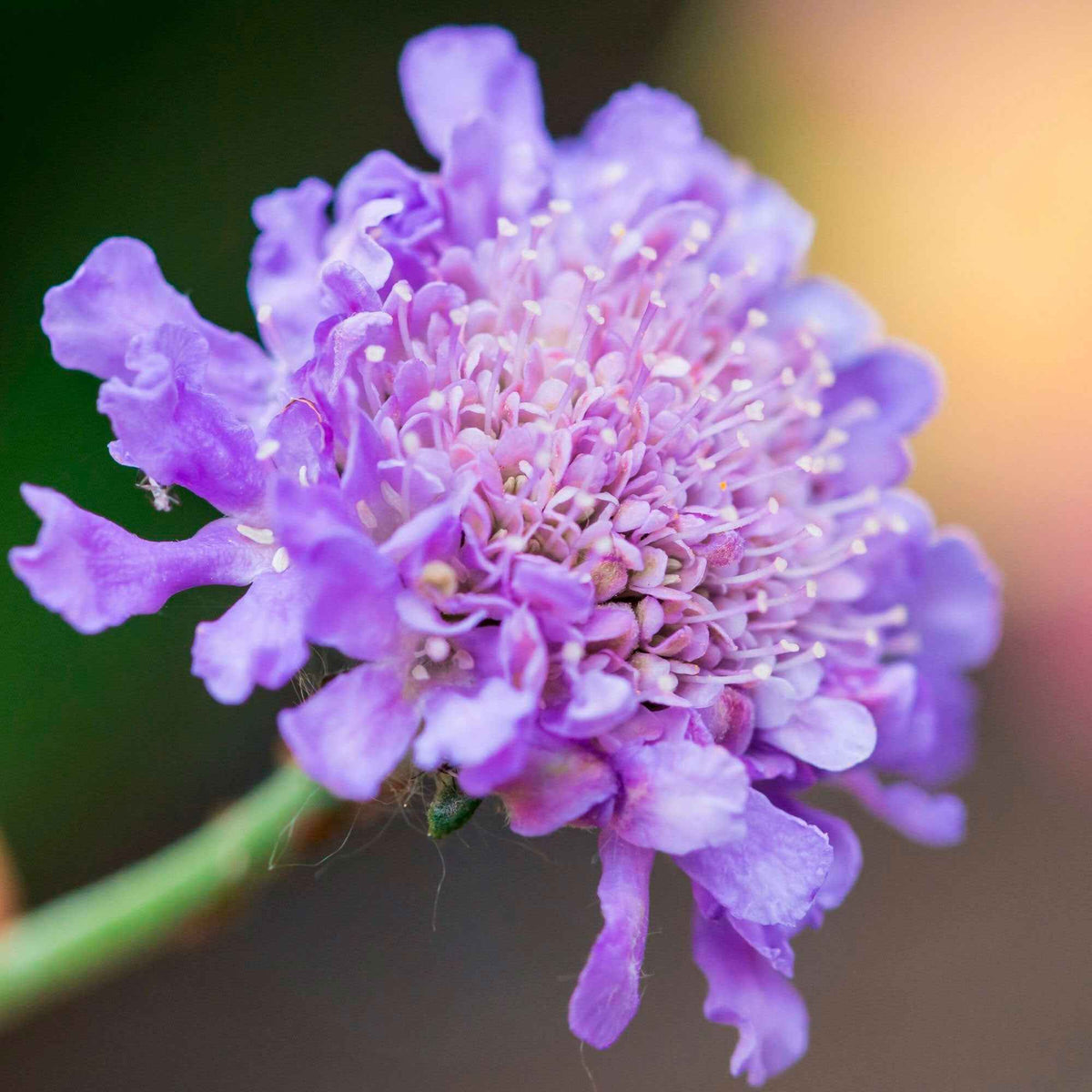 Tauben-Skabiose - Scabiosa columbaria - Willemse