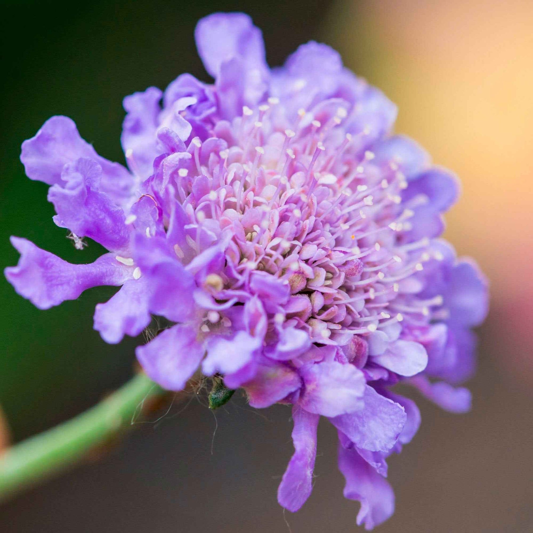 Tauben-Skabiose - Scabiosa columbaria - Willemse