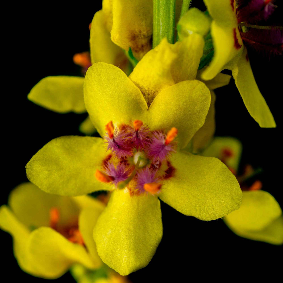 Schwarze Königskerze - Verbascum nigrum - Willemse