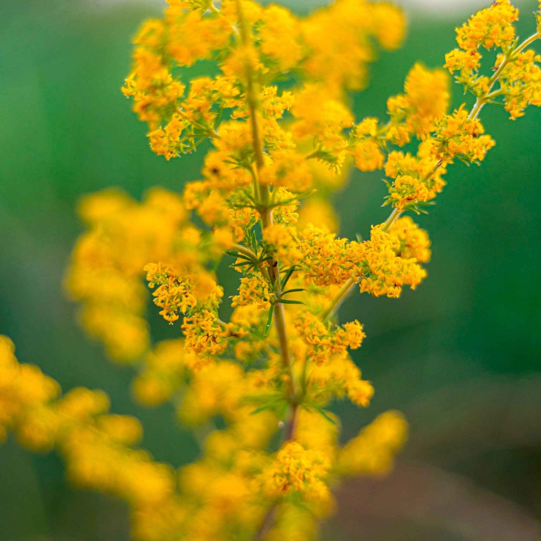 Echtes Labkraut - Galium verum - Willemse