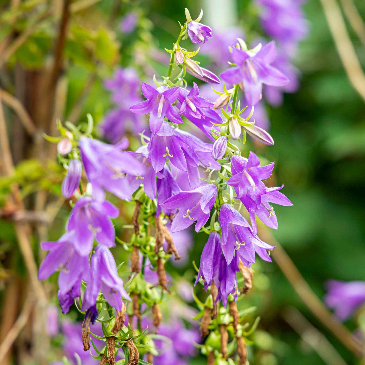 Knäuel-Glockenblume 'Viking' - Willemse