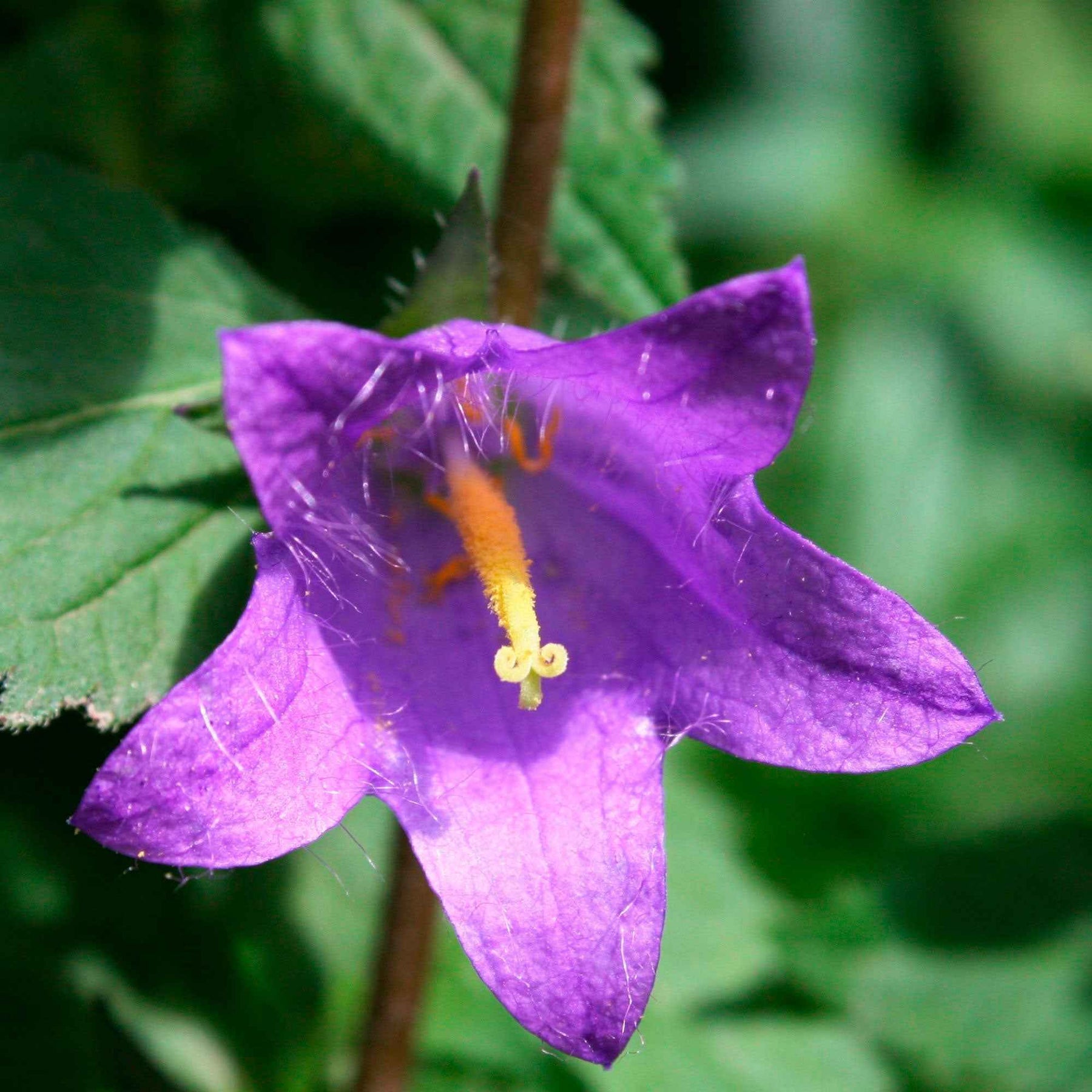 Knäuel-Glockenblume 'Viking' - Campanula Viking - Willemse