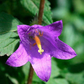 Knäuel-Glockenblume 'Viking' - Campanula Viking - Willemse