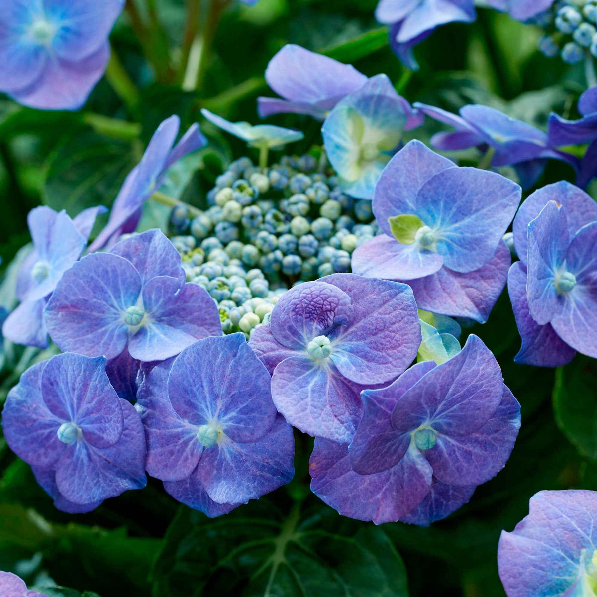 Bauernhortensie  'Teller' blau - Hydrangea macrophylla teller blue - Willemse