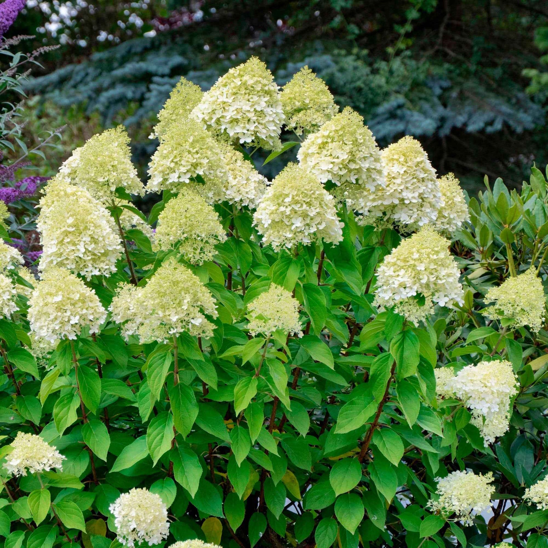 Rispenhortensie 'Silver Dollar' - Hydrangea paniculata Silver Dollar - Willemse
