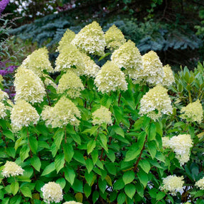 Rispenhortensie 'Silver Dollar' - Hydrangea paniculata Silver Dollar - Willemse