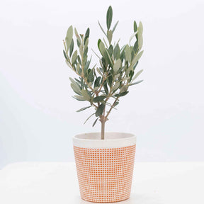 Olive - Olea europaea - Willemse