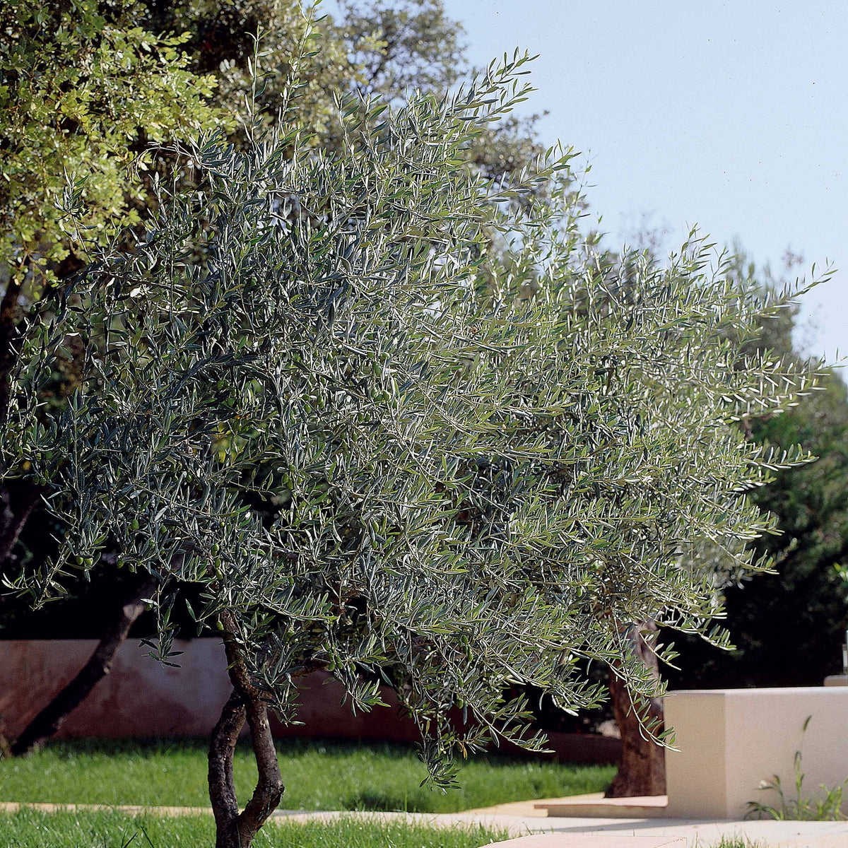 Olea europaea - Olive - Olivenbäume