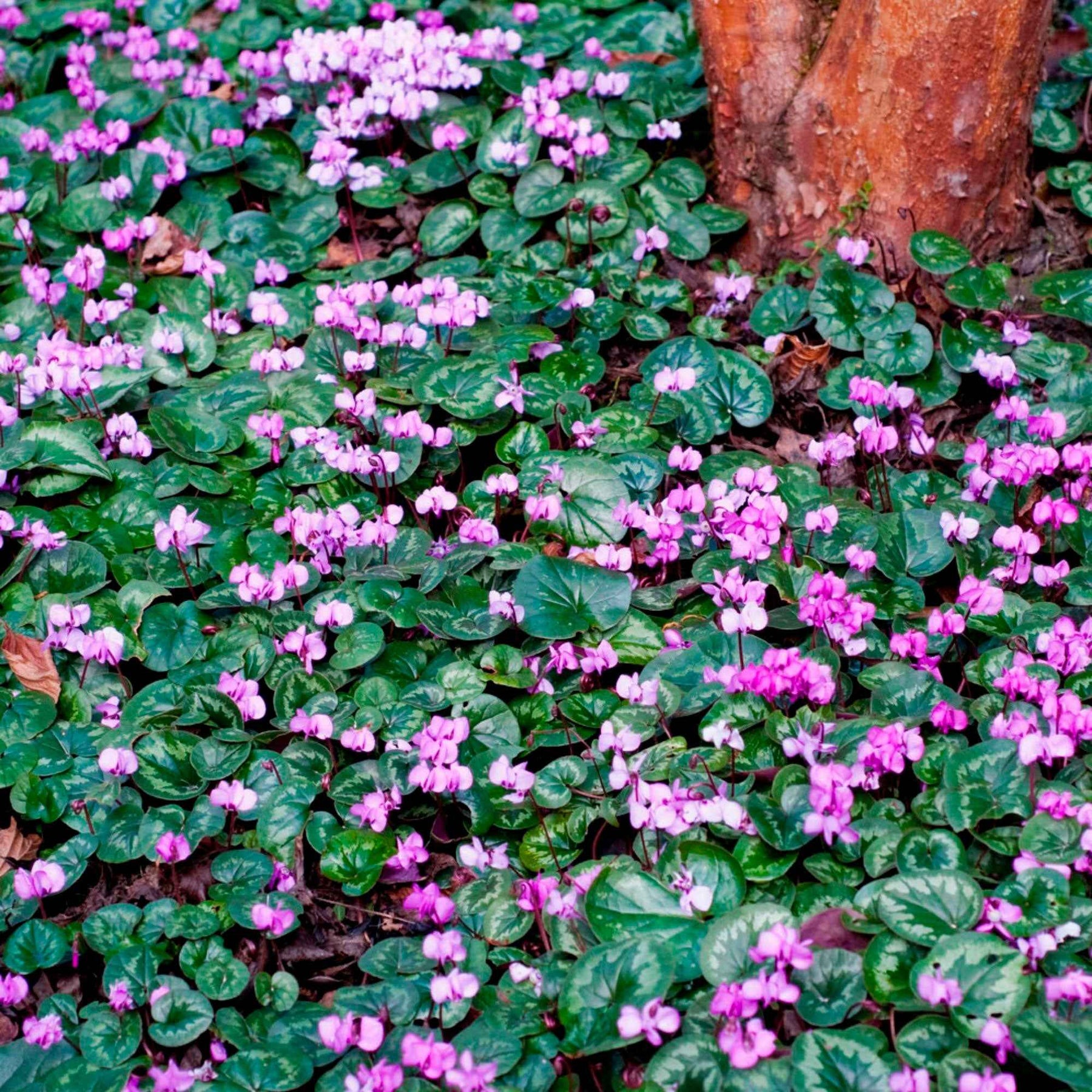 Cyclamen coum - Alpenveilchen 'Coum' (x3) - Sommerzwiebeln