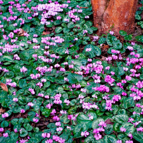 Cyclamen coum - Alpenveilchen 'Coum' (x3) - Sommerzwiebeln