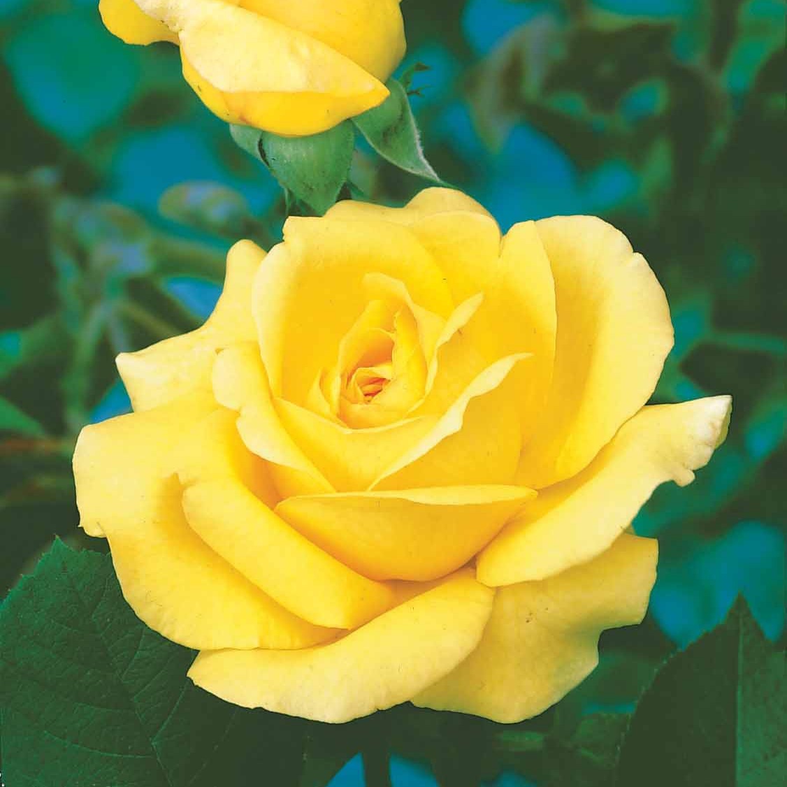 Beetrose 'Arthur Bell' - Willemse