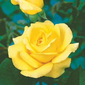 Beetrose 'Arthur Bell' - Willemse