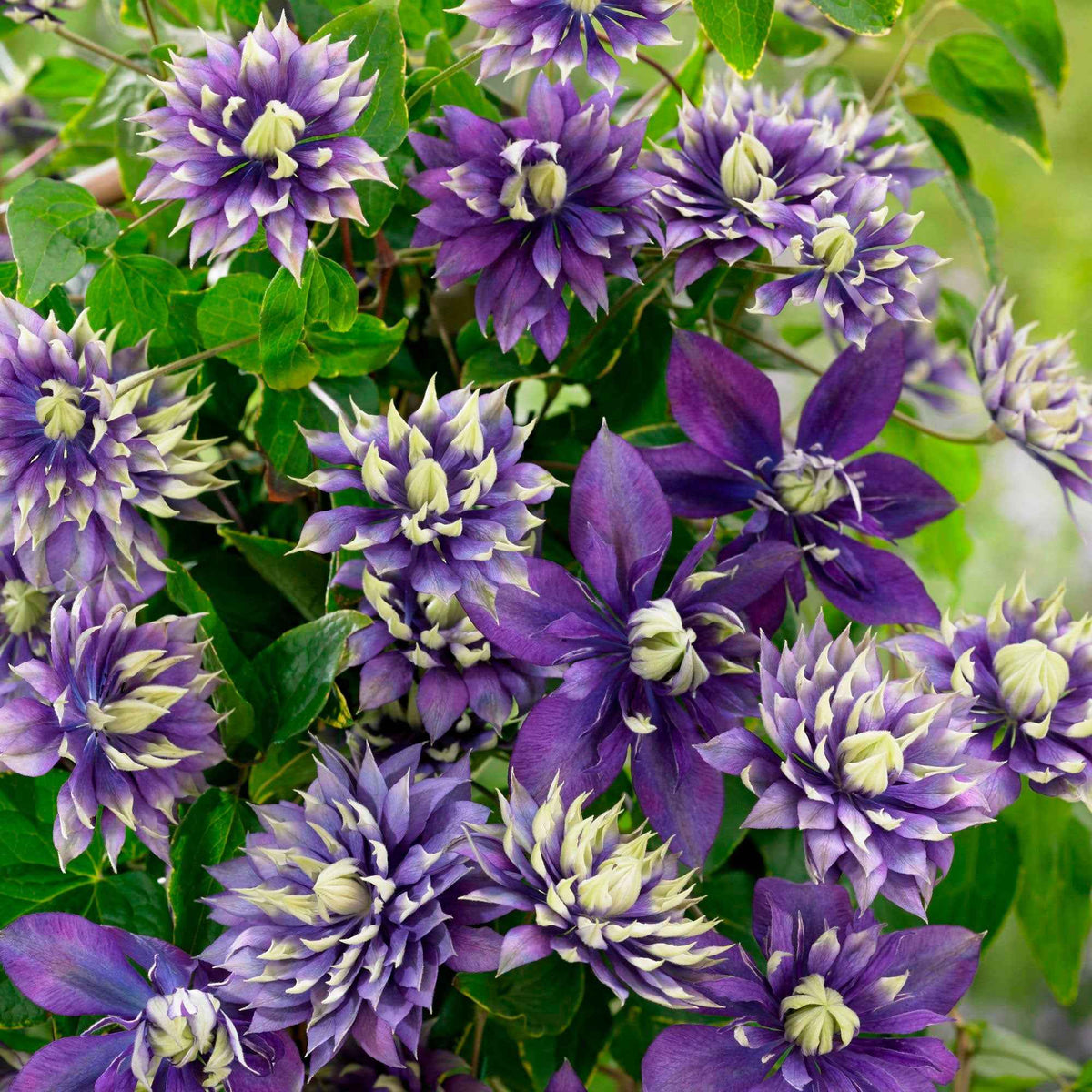 Waldrebe 'Taiga' - Clematis Taïga - Willemse