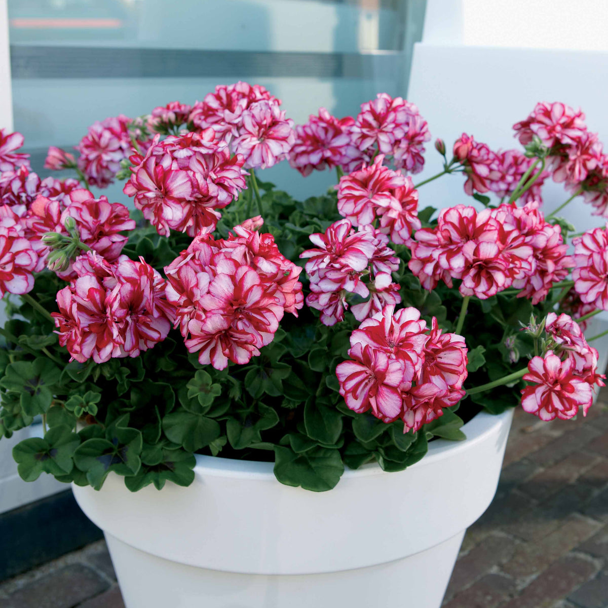 Hänge-Geranie zweifarbig (x3) - Pelargonium peltatum nixe - Willemse