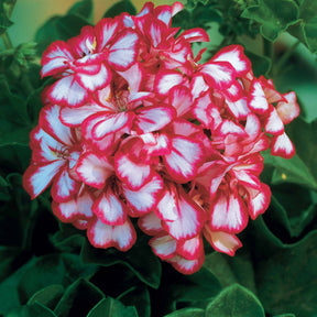 Pelargonium peltatum nixe - Hänge-Geranie zweifarbig (x3) - Geranien - Pelargonien